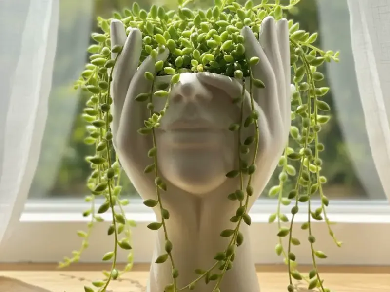 plant pot