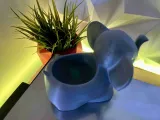 elephant-7