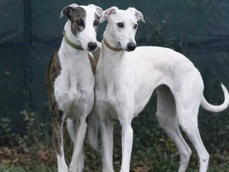 Galgo 