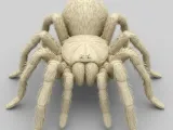 Tarantula-1