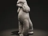 Standard poodle-6