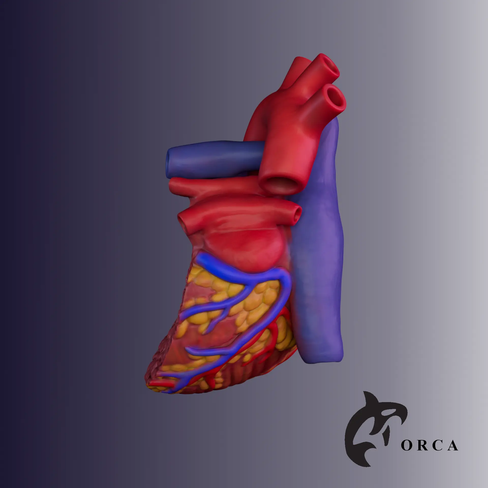 SEZIONE TRASVERSALE DEL CUORE UMANO STAMPA 3D