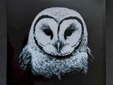 Owl II-1