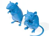 Rats-5