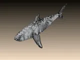 Shark-1