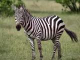 Zebra-3