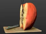 BUTTERFLY APPLE-3