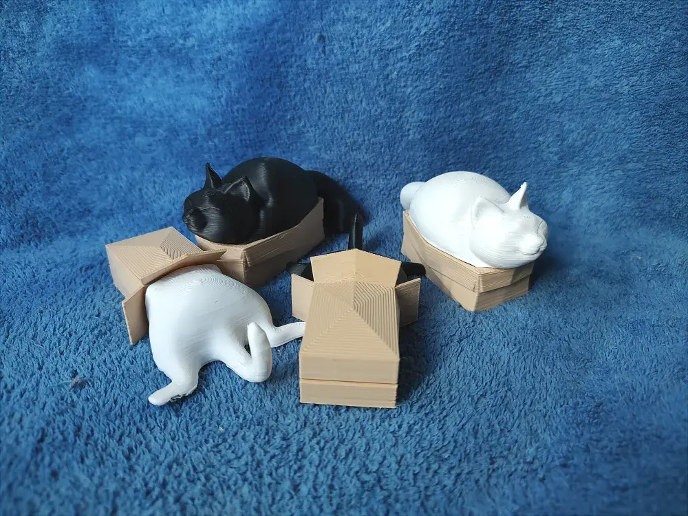 Cats in Boxes