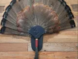 turkey-0