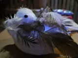 Duck Decoy-1