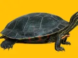 Eastern TURTLE Painted-1