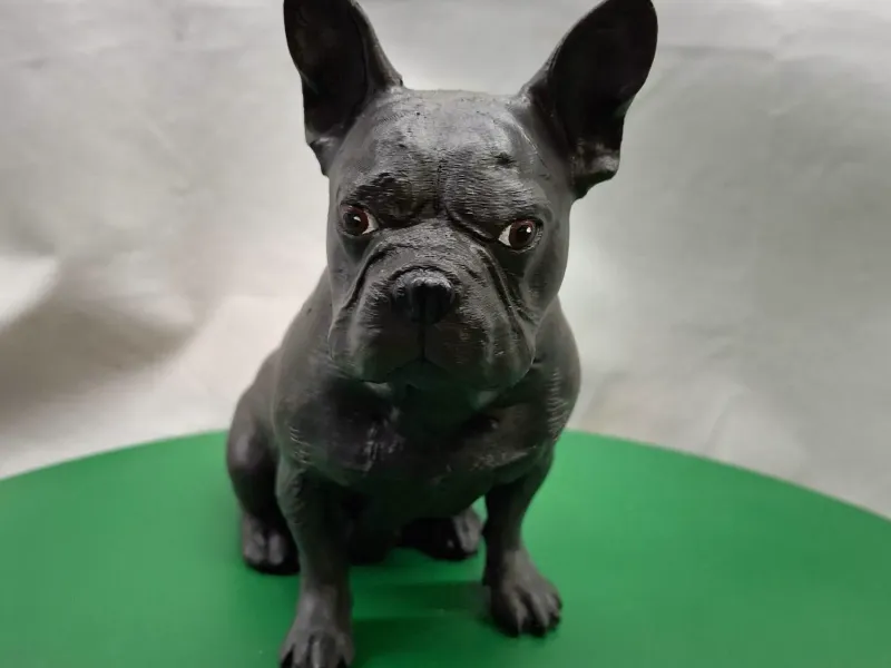 Brammetje - Franse Buldog / French Bulldog