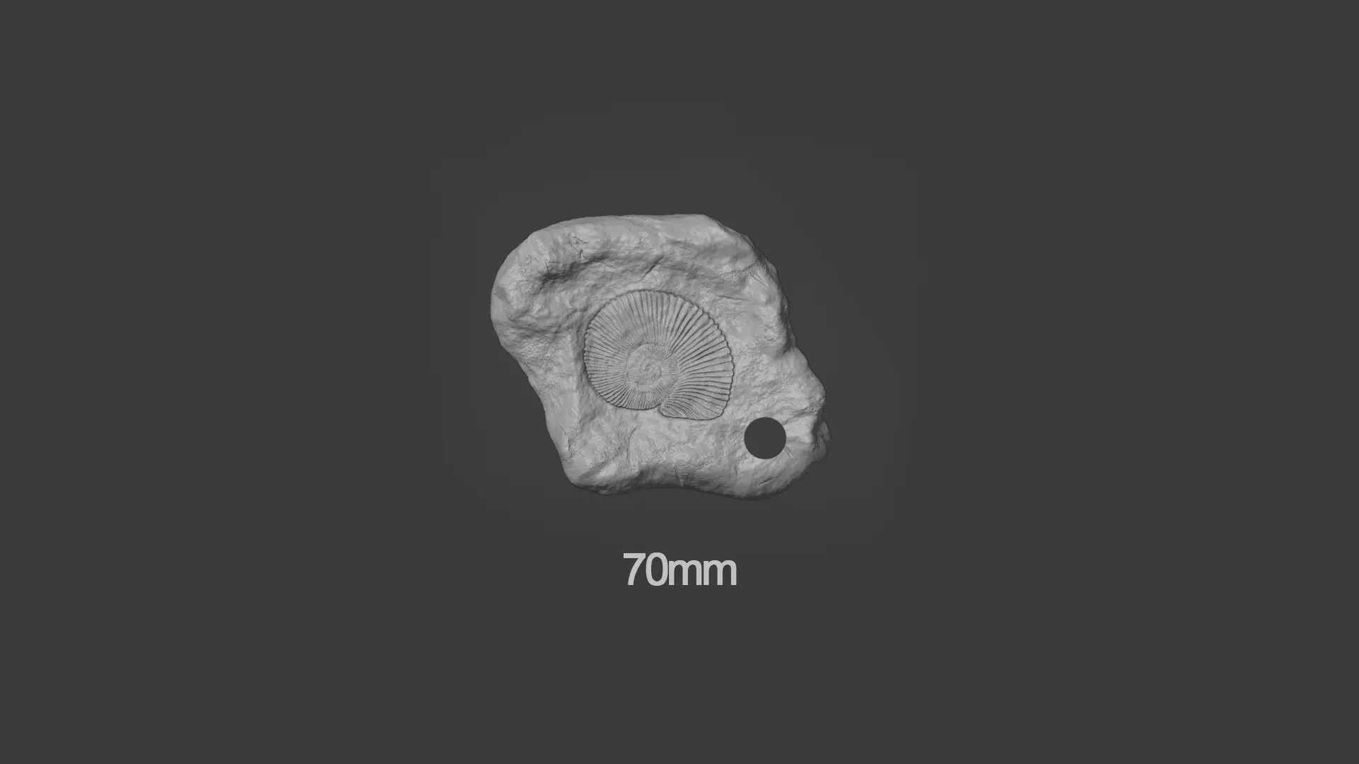 Ammonite Mineral Fossile - Realistic