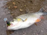 Small fishing lure for chub-2