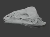 Boar Skull-3