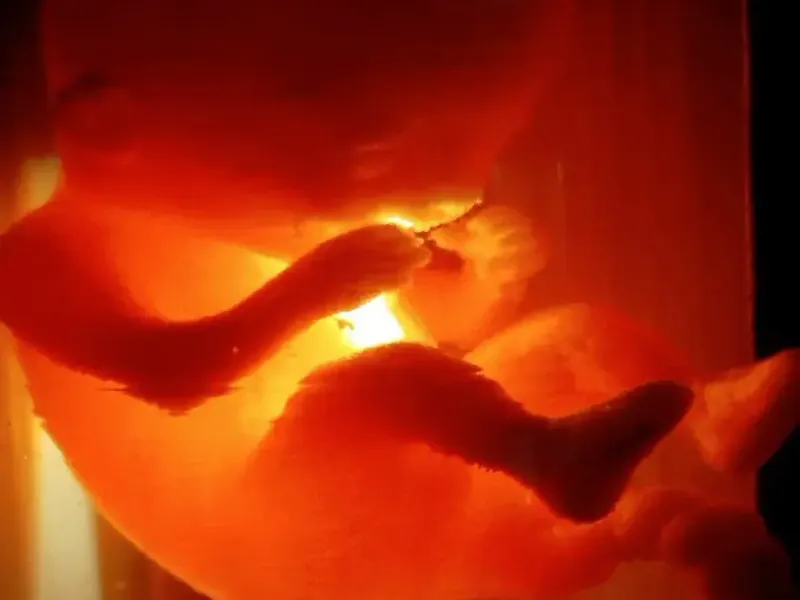 Glow-Within Bio-Reactor with Embryo