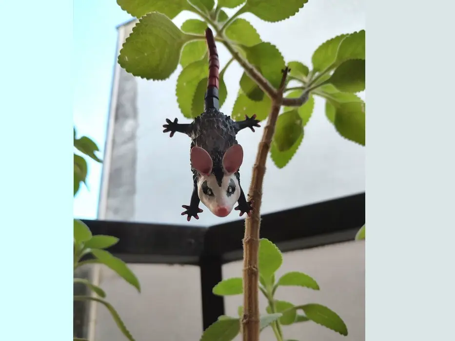 Hanging opossum