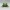 Green tree frog HD