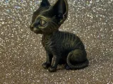 Cute Devon Rex-2