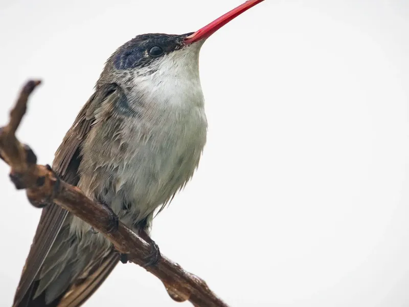 Hummingbird