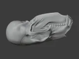 Bear Skull-2