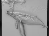 whale-0