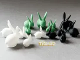 可愛いミニウサギ-1