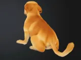 Labrador Dog-2