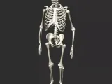 Anatomy Skelet Human-1