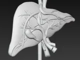 Liver / Leber-2