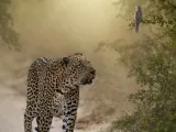 Leopard Lithophane -1