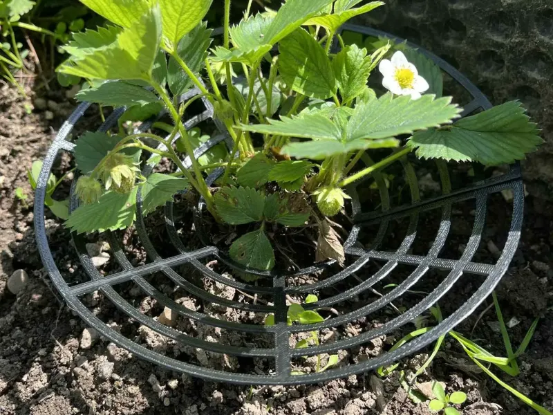 Protective basket for growing strawberries