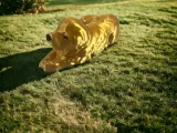 Patou Dog-2