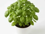 Basil Plant-0