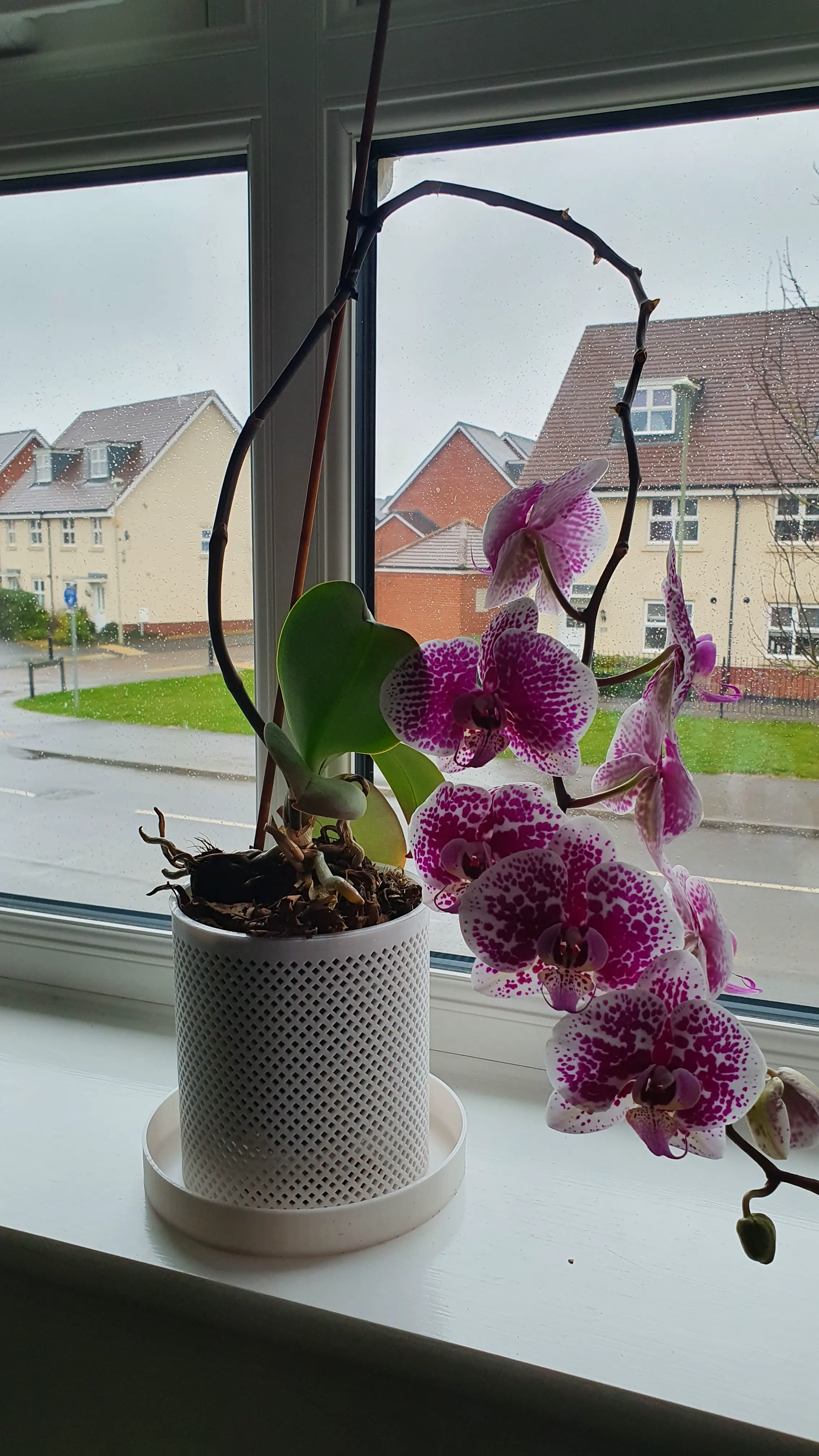 Orchideentopf / meceta orquidea