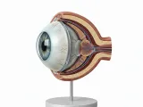Eye / Auge-4