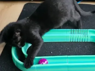 Игрушка для котят