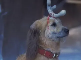 grinch doc max