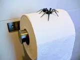 Spider Prank Joke-1