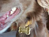 Dogtag Bone-3