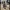 Staffy in a hoodie