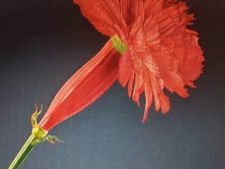 carnation flowers