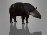 MINIATURE TAPIR-0