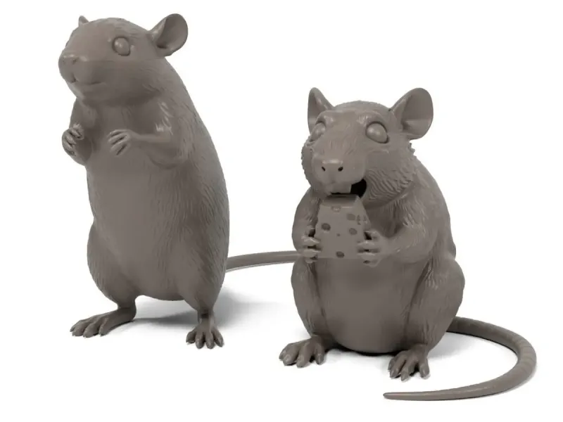 Rats