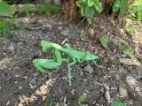 Insect Praying Mantis-2