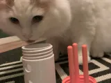 Cat Toy Treats-0