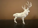 Whitetail Buck-2