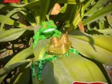 PRINT-IN-PLACE FLEXI TOAD ARTICULATED-5