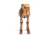 Elephant Skeleton – Highly Detailed Realistic Animal 3D Mode-2