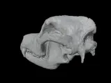 Highly Detailed Dog Skull Separated Parts 3D Printable Model-4